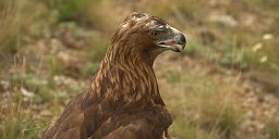 Falconry: A very ancient tradition in Kazakhstan