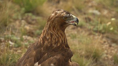 Falconry: A very ancient tradition in Kazakhstan