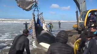 Emocionante rescate de varias orcas en Argentina