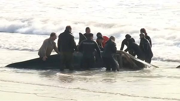 Argentinos unem-se no salvamento de orcas em Mar del Ajo Argentinos unem-se no salvamento de orcas em Mar del Ajo