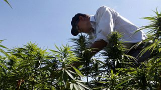 Kannabisz: a libanoni mezőgazdaság csodafegyvere