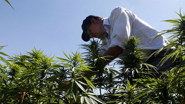 Kannabisz: a libanoni mezőgazdaság csodafegyvere Kannabisz: a libanoni mezőgazdaság csodafegyvere