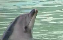 فيديو: حملة في اليابان لحماية أنثى الدلفين "هني"