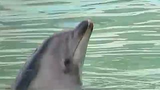 فيديو: حملة في اليابان لحماية أنثى الدلفين "هني"