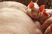 La FAO alerta de una posible propagación de la peste porcina desde China