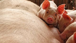La FAO alerta de una posible propagación de la peste porcina desde China
