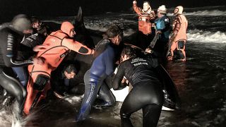 Watch: Whale washed up on beach returned to the ocean