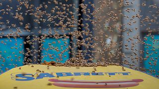 هجوم زنبورها به میدان تایمز نیویورک
