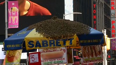 Enxame de abelhas visita Time Square