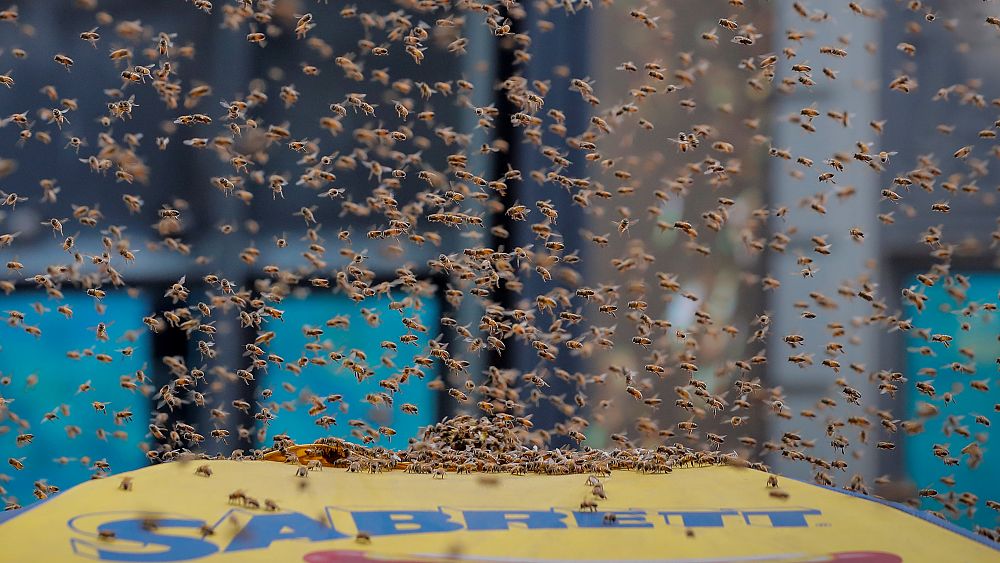 Watch: Thousands of bees swarm hot dog stand in New York