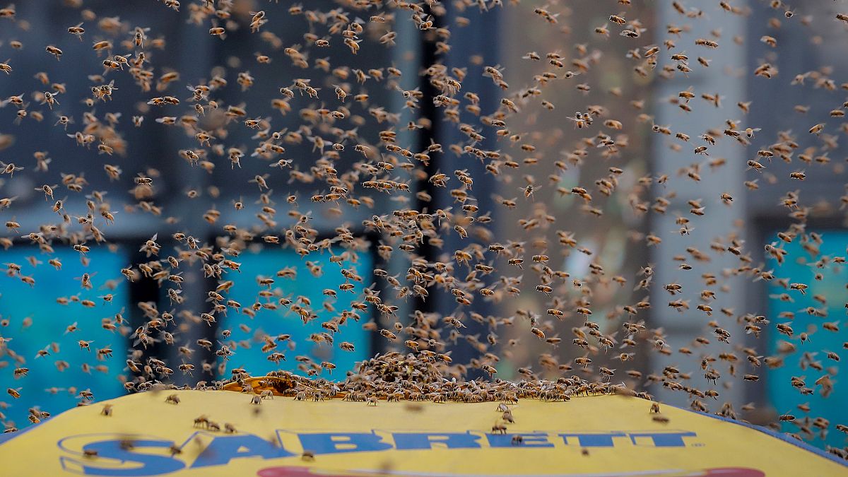 Watch: Thousands of bees swarm hot dog stand in New York