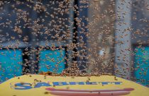 Watch: Thousands of bees swarm hot dog stand in New York