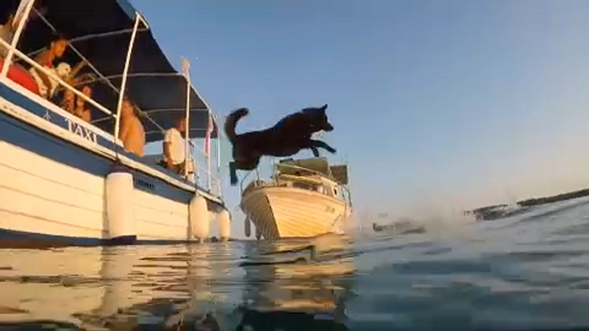 Kutya-gazda-úszóverseny Rab szigetén