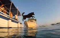 Kutya-gazda-úszóverseny Rab szigetén