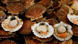 Coquilles Saint-Jacques : la Commission pour un règlement à l'amiable