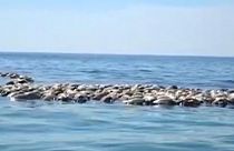 Watch: Hundreds of turtles killed after being trapped in fishing net