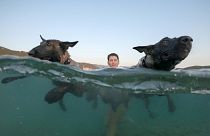 Watch: Canine beach race in Croatia 