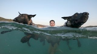 Watch: Canine beach race in Croatia