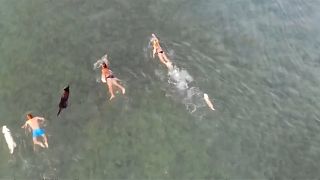Cães nadam com donos no Mar Adriático