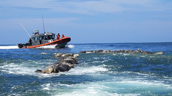 Mexique : l'hécatombe des tortues marines Mexique : l'hécatombe des tortues marines