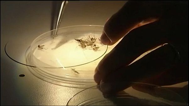 Vírus do Nilo matou 16 pessoas na Grécia Vírus do Nilo matou 16 pessoas na Grécia