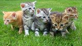 Aldeia neozelandesa quer banir gatos