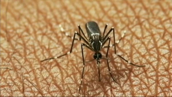 Febbre del Nilo: è record di contagi. In Italia 13esima vittima Febbre del Nilo: è record di contagi. In Italia 13esima vittima