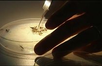 Смерть с комариный укус