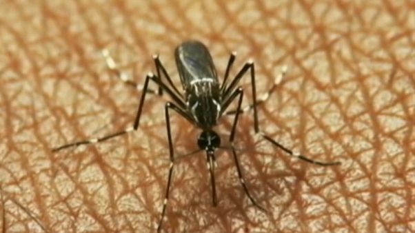 16 muertos en Grecia por el virus del Nilo occidental 16 muertos en Grecia por el virus del Nilo occidental
