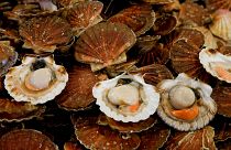 Сколько стоит гребешок