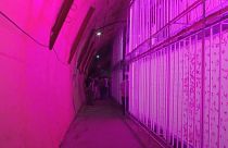 Watch: World's first smart farm in a tunnel