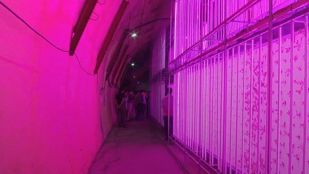 Watch: World's first smart farm in a tunnel Watch: World's first smart farm in a tunnel