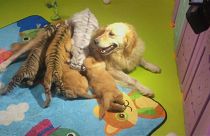 Пекин: ясли для гиен и тигров