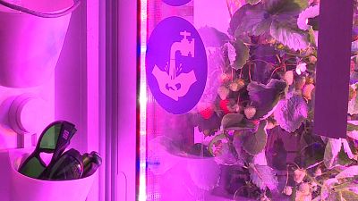 Startup cultiva morangos com luzes LED no centro de Paris