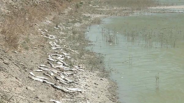 В Басре опасаются вспышки холеры В Басре опасаются вспышки холеры