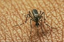 West Nile virus kills 17 in Greece