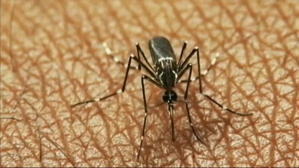 Vírus do Nilo Ocidental continua a matar na Grécia Vírus do Nilo Ocidental continua a matar na Grécia