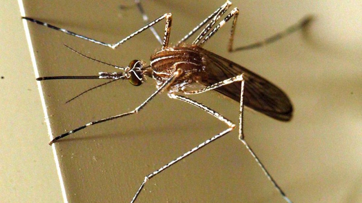 AB'de son 4 yılın en ölümcül salgını 'Batı Nil virüsü'