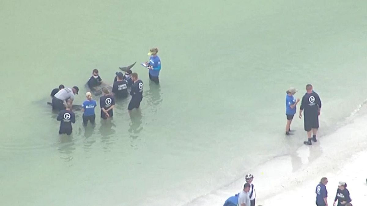 Watch: Rescuers save distressed pygmy killer whales off Florida coast 