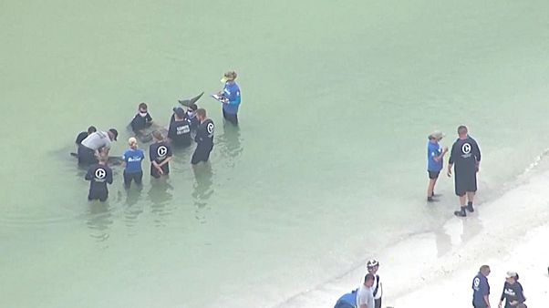 Watch: Rescuers save distressed pygmy killer whales off Florida coast Watch: Rescuers save distressed pygmy killer whales off Florida coast