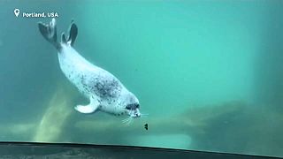 El especial encuentro entre una foca y una mariposa