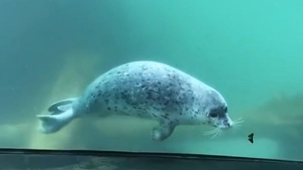 Watch: Seal and butterfly play inter-species game at aquarium Watch: Seal and butterfly play inter-species game at aquarium