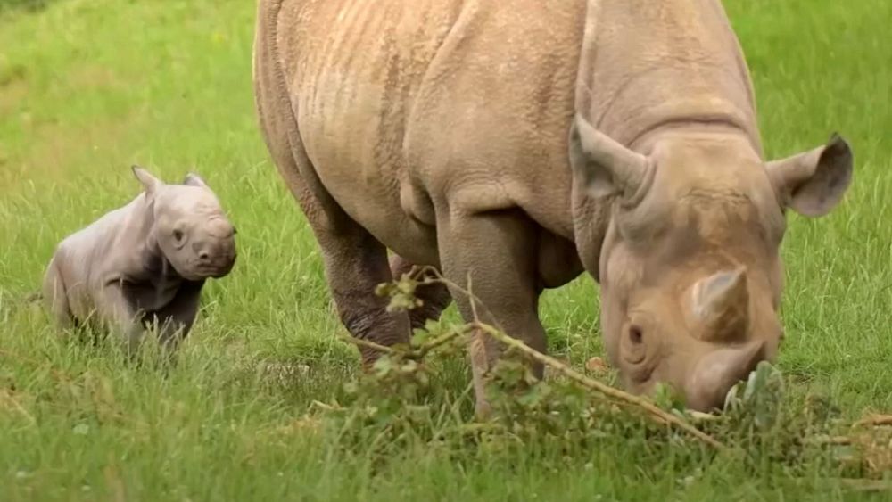 Watch: Researchers use rhino dung to save endangered species