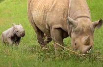 Watch: Researchers use rhino dung to save endangered species