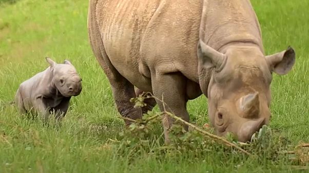 Watch: Researchers use rhino dung to save endangered species Watch: Researchers use rhino dung to save endangered species
