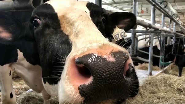Es geht um die Milch: USA und Kanada ringen um NAFTA Es geht um die Milch: USA und Kanada ringen um NAFTA