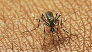 Alerta en Europa por la propagación del virus del Nilo occidental