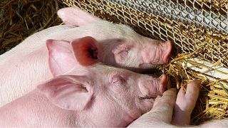 Çin'de salgın: En az 38 bin domuz itlaf edildi