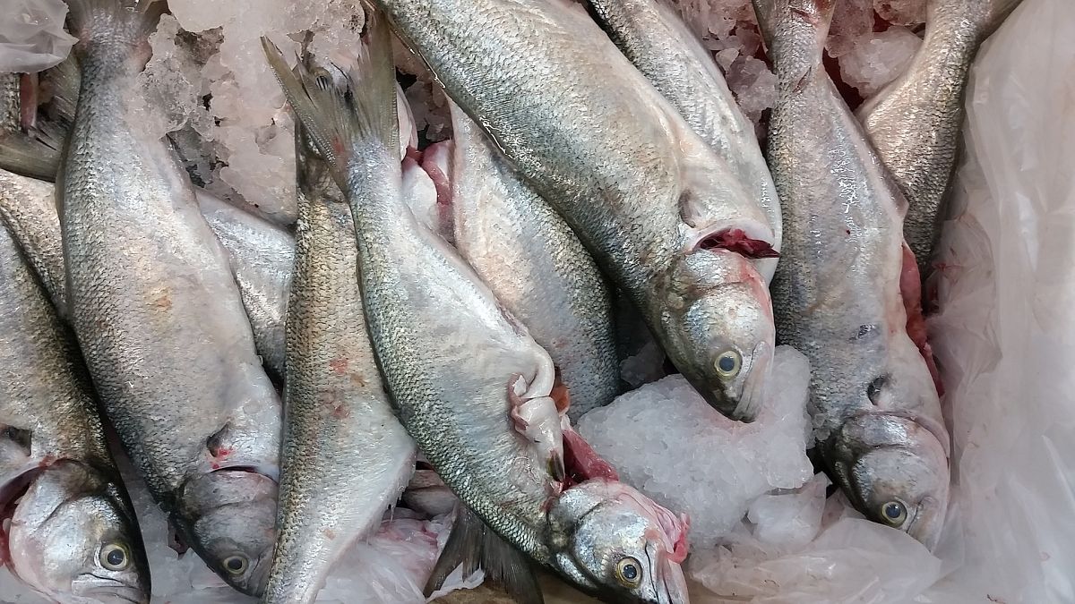 فيديو لأسماك بعيون بلاستيكية يدفع السلطات الكويتية إلى غلق متجر لبيع الأسماك