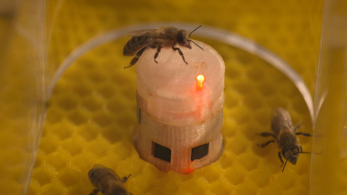 Méhekkel kommunikáló robotok